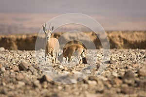 Nubian Ibex goat with young