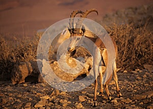 Nubian ibex in Israel photo