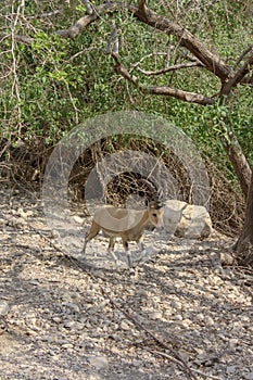 Nubian ibex, Israel