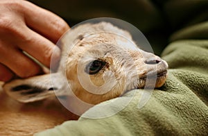 Nubian Ibex kid photo