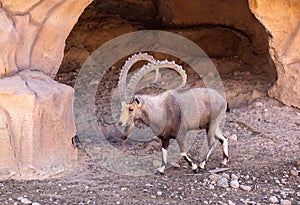 The Nubian ibex male