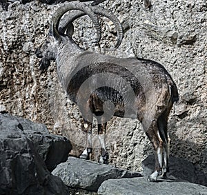 Nubian ibex male on the rock 6