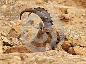 Nubian Ibex Ramon Crater, Negev Desert, Israel