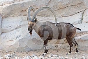 Nubian Ibex Standing Showing off its horns