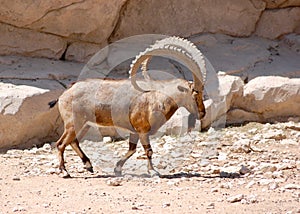 Nubian Ibex walking boldly showing off those impressive horns in the desert photo