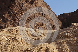 Nubian ibex wild goat near Eilat  Israel