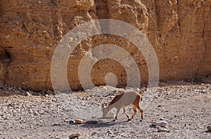 Nubian ibex wild goats near Eilat Israel