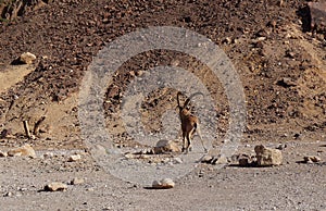 Nubian ibex wild goats near Eilat Israel