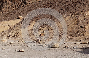 Nubian ibex wild goats near Eilat Israel