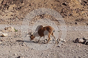 Nubian ibex wild goats near Eilat Israel