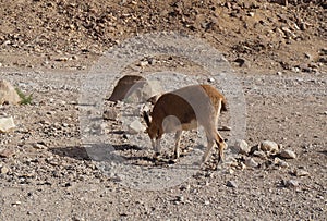 Nubian ibex wild goats near Eilat Israel