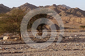 Nubian ibex wild goats near Eilat Israel