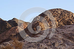 Nubian ibex wild goats near Eilat Israel