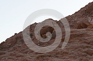 Nubian ibex wild goats near Eilat Israel