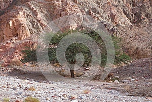 Nubian ibex wild goats near Eilat Israel