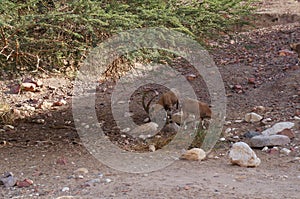 Nubian ibex wild goats near Eilat Israel