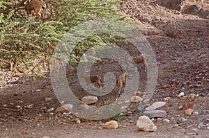 Nubian ibex wild goats near Eilat Israel