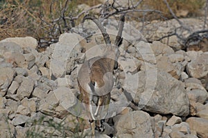 Nubian Ibex with winding horns in the Ein Gedi National Park in Israel in the desert near the Dead Sea