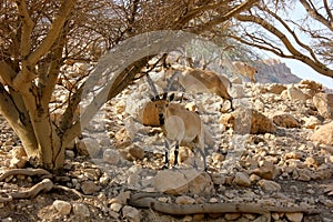 Nubian Ibexes in the Judea Desert