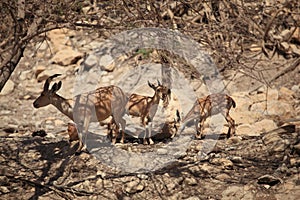 Nubian Ibexes in the Nature at Ein Gedi