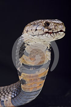 Nubian spitting cobra (Naja nubiae) photo