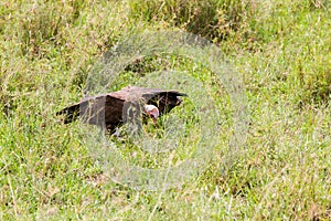 Nubian vulture in Serengeti National Park, Tanzania