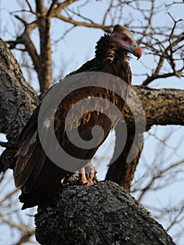 Nubian Vulture (Torgos Tracheliotos)