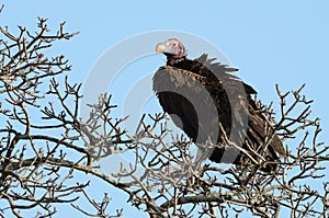 Nubian Vulture (Torgos Tracheliotos)