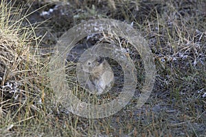 Nubra Pika in habitat,  Ochotona nubrica, Nubra, Ladakh