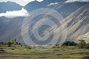 Nubra valley, Ladakh, India