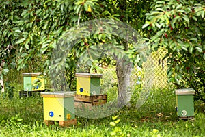 nuc hive in garden on green grass. Beekeeping and queenbee-breeding for artificial insemination. Breeding for mated