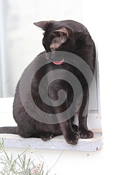 Nuca, the life of a cat