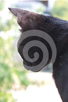 Nuca, the life of a cat