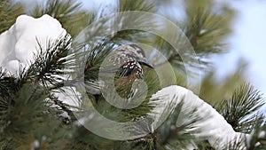 Nucifraga caryocatactes. A bird among pine needles in Siberia