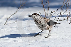 Nucifraga caryocatactes. Nutcracker Sunny day in winter