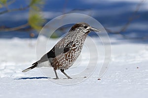 Nucifraga caryocatactes. Nutcracker closeup Sunny day in winter