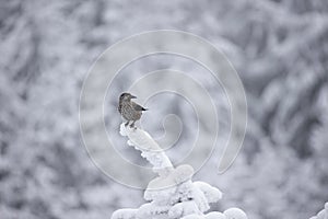 Nucifraga caryocatactes sitting on a snowy branch photo