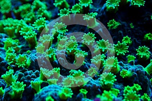 Nuclear Green Cyphastrea SPS coral