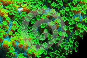 Nuclear Green Cyphastrea SPS coral