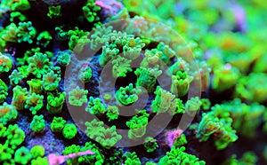 Nuclear Green Cyphastrea SPS coral