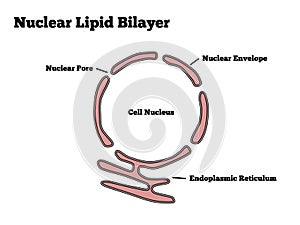 Nuclear lipid bilayer photo