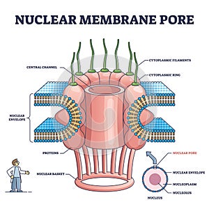 Nuclear membrane pore closeup and isolated detailed structure outline diagram