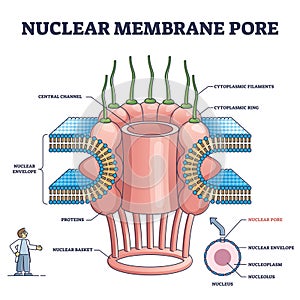 Nuclear membrane pore closeup and isolated detailed structure outline diagram photo