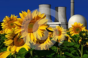 Nuclear power plant behind a sunflower field