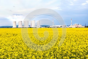 Nuclear power plant with cooling towers behind yellow rapeseed field