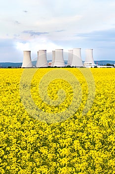 Nuclear power plant with cooling towers behind yellow rapeseed field
