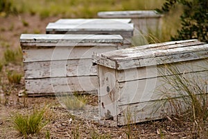 nuclei of bees installed in a wooded field