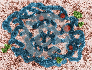 Nucleolus. False colour TEM micrograph photo