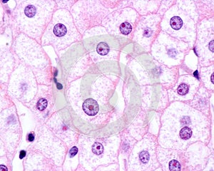 Nucleolus. Hepatocyte