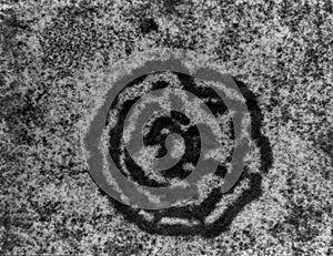Nucleolus, TEM photo